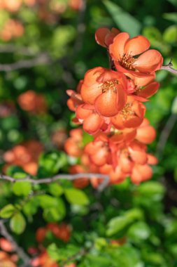 Çiçekli Japon ayva çiçekleri ilkbahar günü kapanıyor.