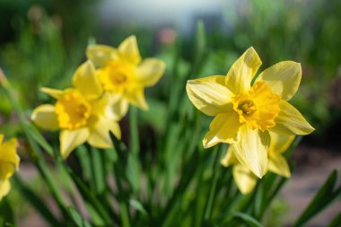 Bahar çiçeği sarı narsisli bahçeye yakın çekim
