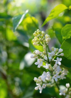 Bulanık bir arkaplanda güneşli bir günde açan beyaz leylak dalı..