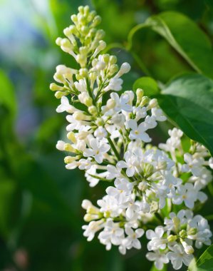 Bulanık bir arkaplanda güneşli bir günde açan beyaz leylak dalı..