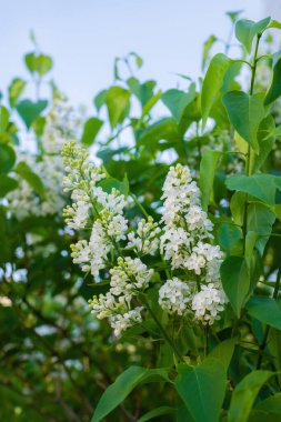 Bulanık bir arkaplanda güneşli bir günde açan beyaz leylak dalı..