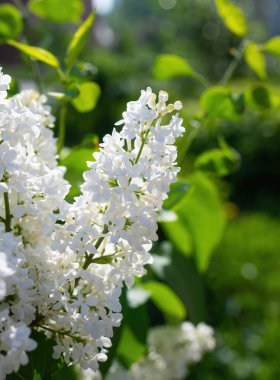Bulanık bir arkaplanda güneşli bir günde açan beyaz leylak dalı..