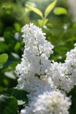 Bulanık bir arkaplanda güneşli bir günde açan beyaz leylak dalı..