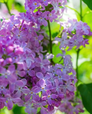 Güneşli bir günde açan mor leylak dalı bulanık bir arkaplanı kapatır..