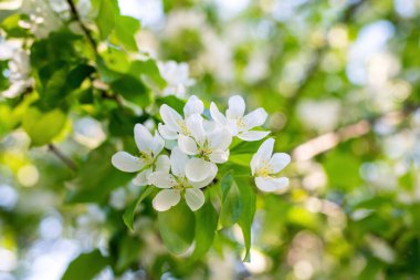 Çiçek açan bir elma ağacının dalları gökyüzüne karşı beyaz çiçekler içinde