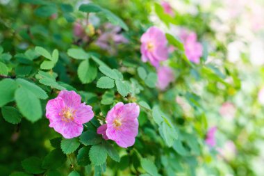 Bulanık bir arka planda çiçek açan pembe yaban gülü bahar günü..