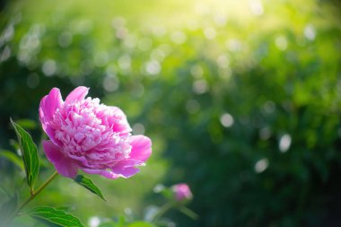 Pembe şakayık çiçeği bir yaz gününde batan güneşin ışınlarına karşı.