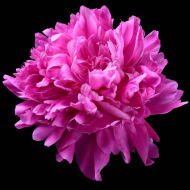 Siyah arka planda izole edilmiş parlak pembe pion çiçeği..