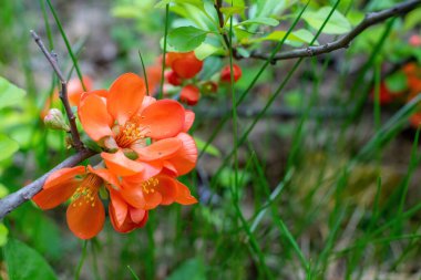 Çiçekli Japon ayva çiçekleri ilkbahar günü kapanıyor.