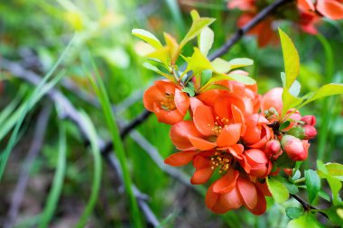Çiçekli Japon ayva çiçekleri ilkbahar günü kapanıyor.