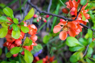 Çiçekli Japon ayva çiçekleri ilkbahar günü kapanıyor.