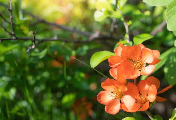 Blühende Japanische Quitte Mit Hellen Blüten Freien Frühlingstag Aus Nächster — Stockfoto
