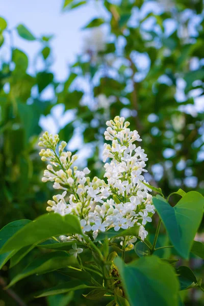 Branch Blossoming White Lilac Sunny Day Blurred Background — Stock Photo, Image