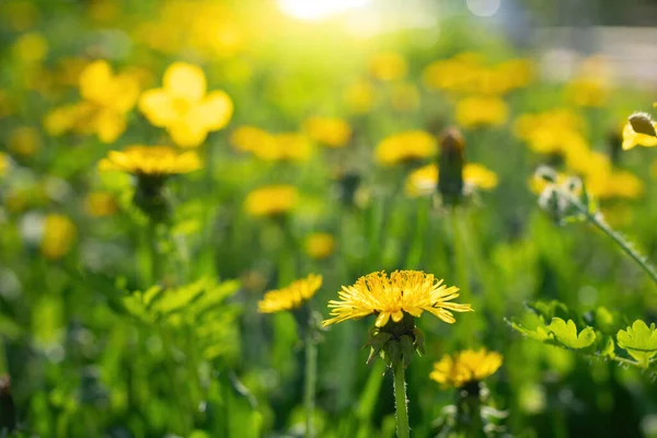 Field Dandelions Sunny Day Blurred Background — Stock Photo, Image