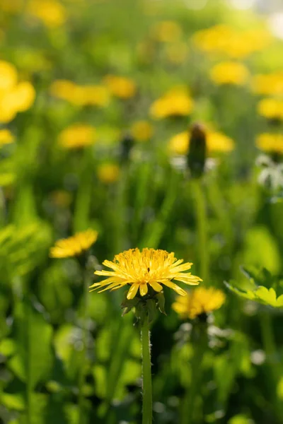 Field Dandelions Sunny Day Blurred Background — Stock Photo, Image