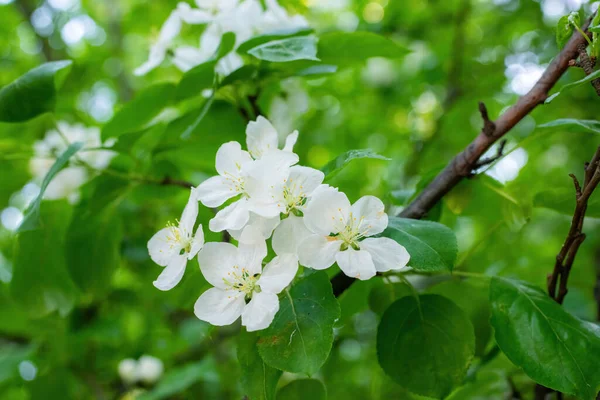 Ramo Uma Macieira Florescente Flores Brancas Contra Céu — Fotografia de Stock