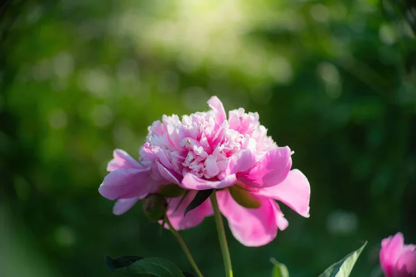 Flor Peônia Rosa Contra Raios Pôr Sol Dia Verão — Fotografia de Stock