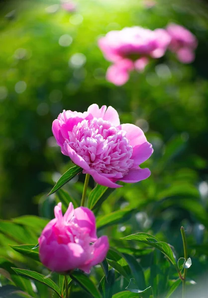 Flor Peônia Rosa Contra Raios Pôr Sol Dia Verão — Fotografia de Stock