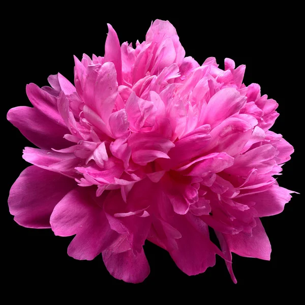 Bright Pink Pion Flower Close Isolated Black Background — Stock Photo, Image