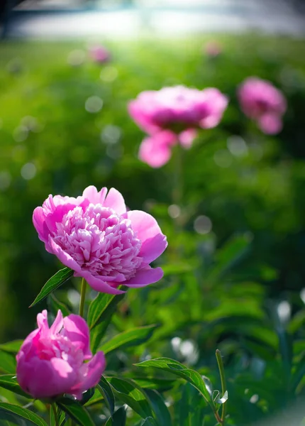 Flor Peônia Rosa Contra Raios Pôr Sol Dia Verão — Fotografia de Stock