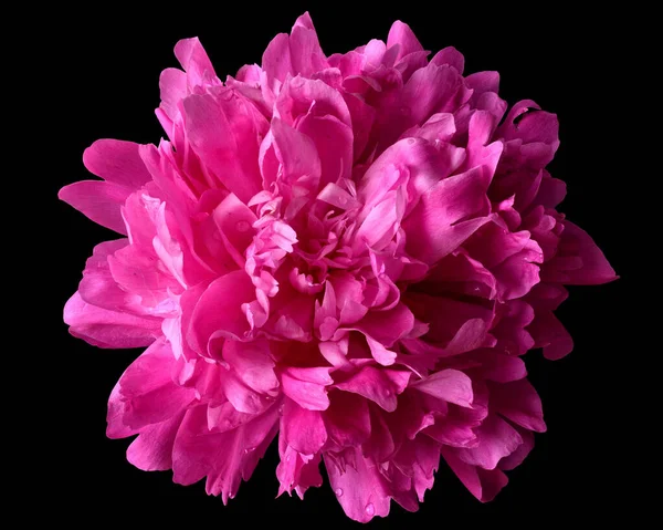 Bright Pink Pion Flower Close Isolated Black Background — Stock Photo, Image