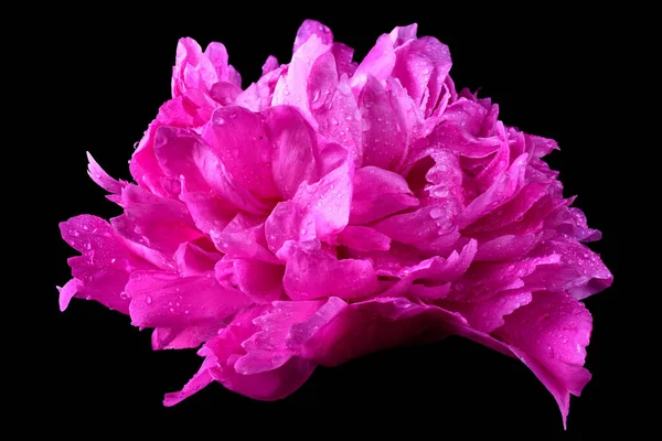 Siyah Arka Planda Izole Edilmiş Parlak Pembe Pion Çiçeği — Stok fotoğraf