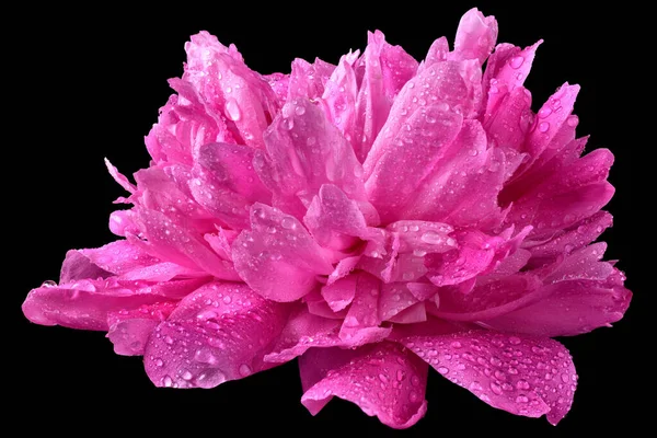 在黑色背景上隔离的明亮的粉红梭子花特写 — 图库照片