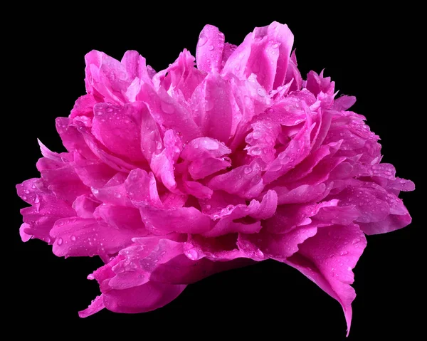 Bright Pink Pion Flower Close Isolated Black Background — Stock Photo, Image