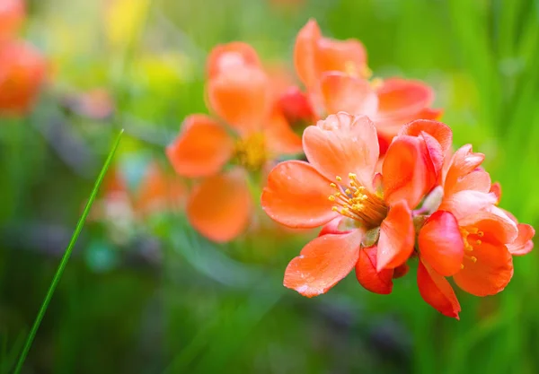 Floreciente Membrillo Japonés Con Flores Brillantes Aire Libre Primer Día — Foto de Stock