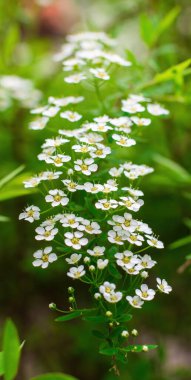 Bir bahar günü, açık havada çiçek açan bir spirea..