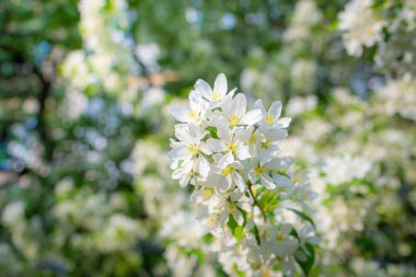 Çiçek açan bir elma ağacının dalları gökyüzüne karşı beyaz çiçekler içinde