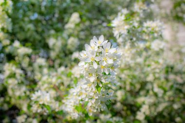 Çiçek açan bir elma ağacının dalları gökyüzüne karşı beyaz çiçekler içinde