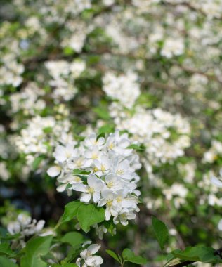 Çiçek açan bir elma ağacının dalları gökyüzüne karşı beyaz çiçekler içinde