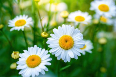 Güneşli bir günde baharda, beyaz çiçekli bir ağacın dalına..