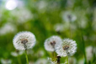Karahindibalar bulanık bir arkaplanı kapatır.