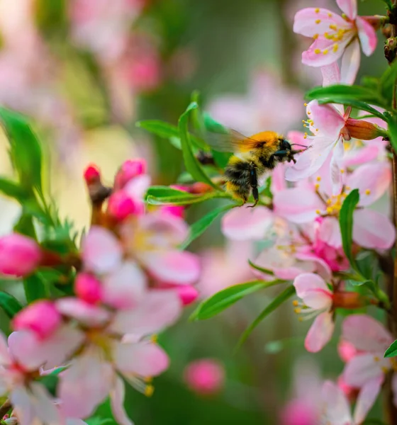 봄날벌은 분홍빛 아몬드 화밀을 모은다 — 스톡 사진