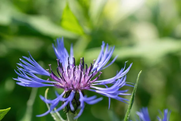 Flor Aciano Azul Cerca Sobre Fondo Verde Borroso —  Fotos de Stock