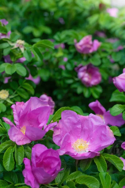 在朦胧的背景下 绽放着粉色野玫瑰的春日特写 — 图库照片