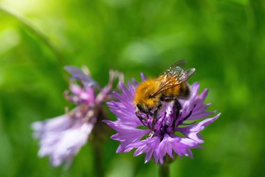 Arı bir bahar günü çiçek nektarı toplar.