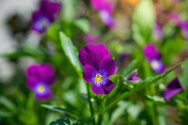 Kadife çiçeği bir güneşli gün açık havada üzerinde yakın çekim çiçek.