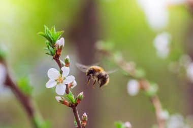 Arı bir bahar günü beyaz çiçek nektarı toplar..