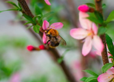 Arı bir bahar günü pembe badem çiçeği nektarı toplar..