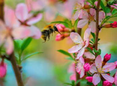 Arı bir bahar günü pembe badem çiçeği nektarı toplar..