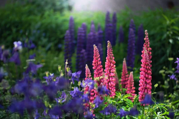 Lupine Květina Zblízka Zahradě — Stock fotografie