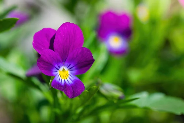 Las Flores Cerca Una Caléndula Día Soleado Aire Libre — Foto de Stock