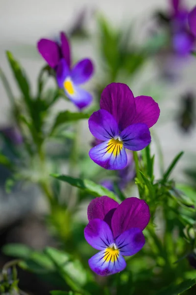 Close Flores Calêndula Dia Ensolarado Livre — Fotografia de Stock