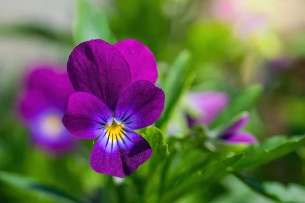 Close Flores Calêndula Dia Ensolarado Livre — Fotografia de Stock