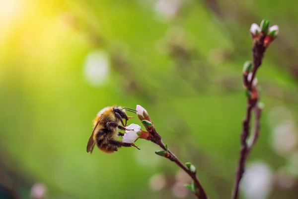 Bee Collects Nectar White Flower Spring Day — Stock Photo, Image