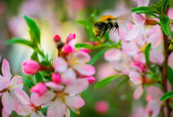 Biene Sammelt Einem Frühlingstag Nektar Aus Rosa Mandelblüten — Stockfoto