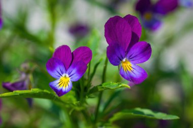 Kadife çiçeği bir güneşli gün açık havada üzerinde yakın çekim çiçek.